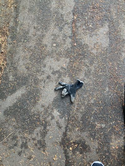 Black Glove 18 Black Glove 18