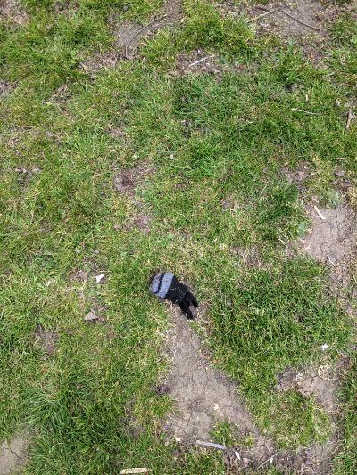 Black Glove 25 Black Glove 25