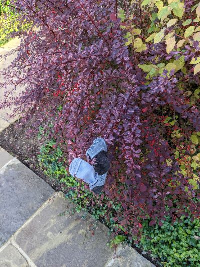 Black Glove 30 Black Glove 30