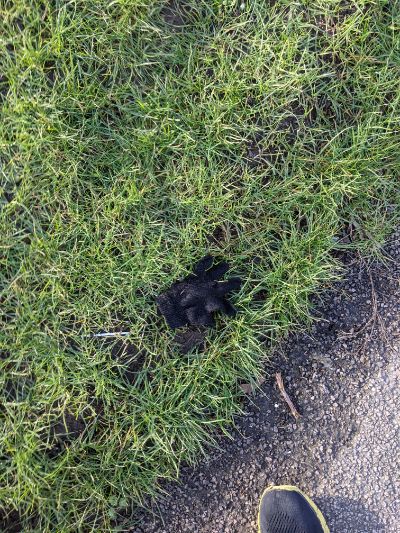 Black Glove 45 Black Glove 45