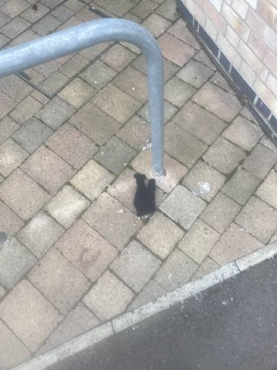 Black Glove 70 Black Glove 70