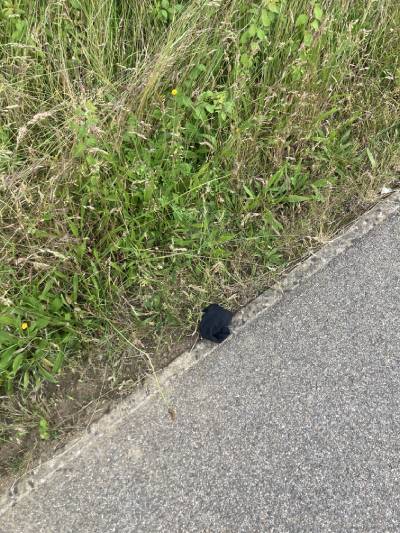 Black Glove 71 Black Glove 71