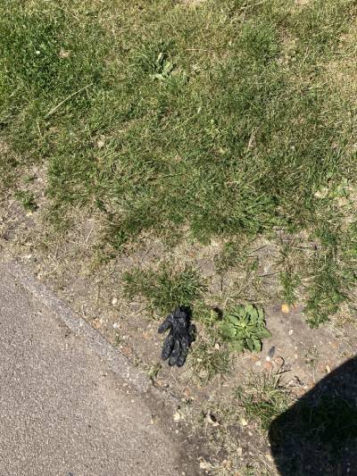 Black Glove 72 Black Glove 72